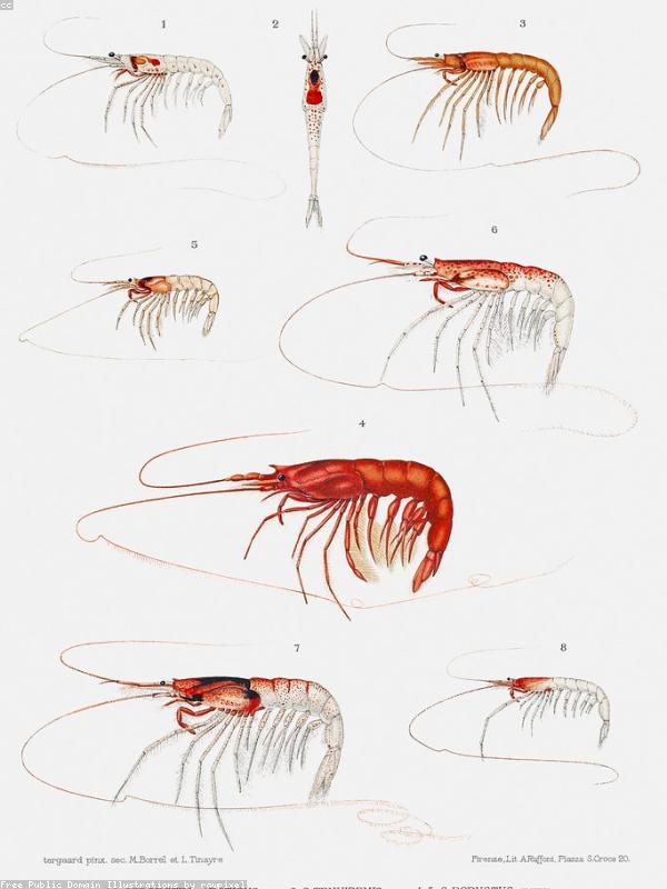 Shrimp